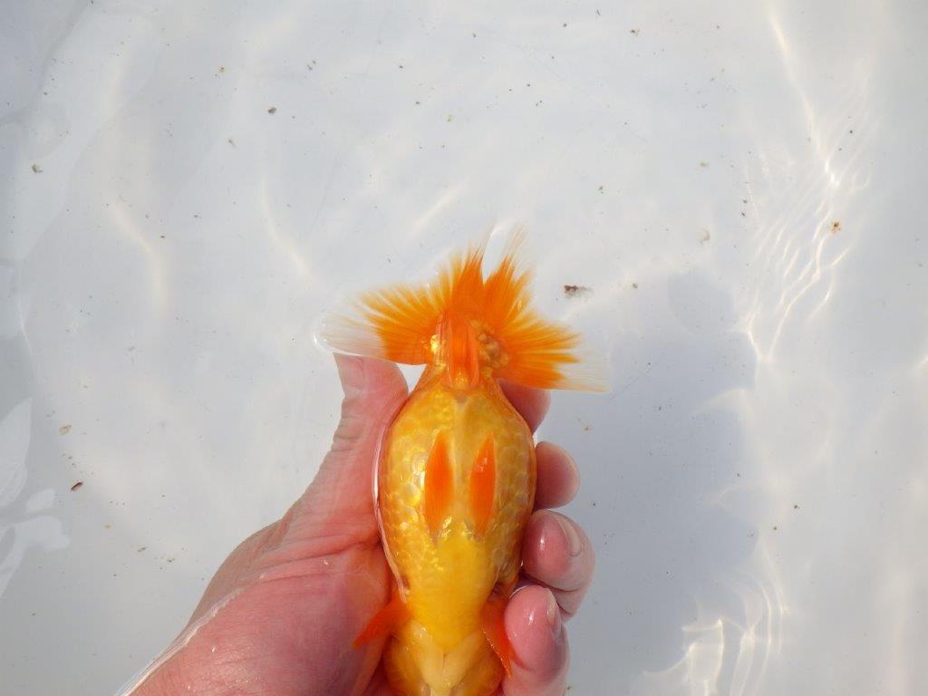 【 愛知超優良系統様】素晴らしい尾構えが魅力の明け二歳らんちゅう 約14㎝