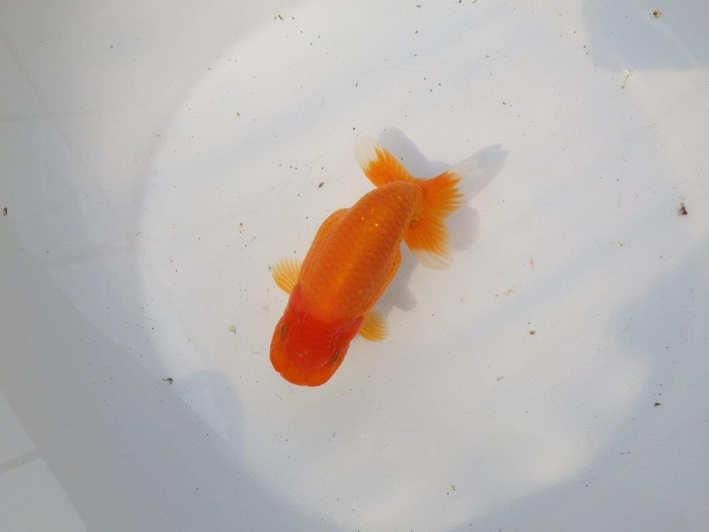 【 愛知超優良系統様】素晴らしい尾構えが魅力の明け二歳らんちゅう 約14㎝