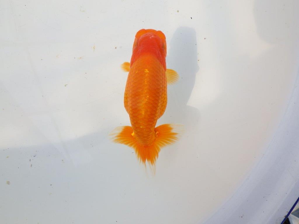 【 愛知超優良系統様】素晴らしい尾構えが魅力の明け二歳らんちゅう 約14㎝