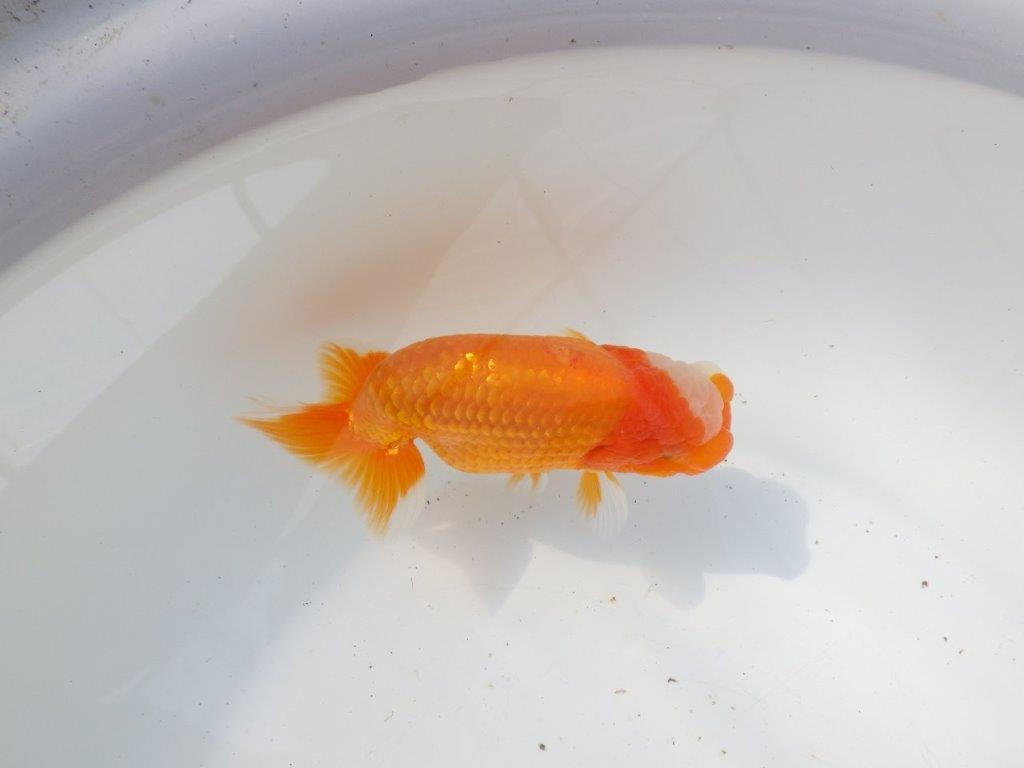 【 愛知超優良系統様】背幅があり種にもお勧めの明け二歳らんちゅう 約13㎝ オス？