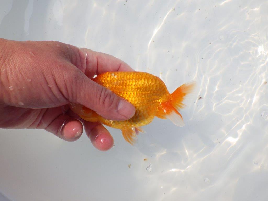 【 愛知超優良系統様】背幅があり種にもお勧めの明け二歳らんちゅう 約13㎝ オス？