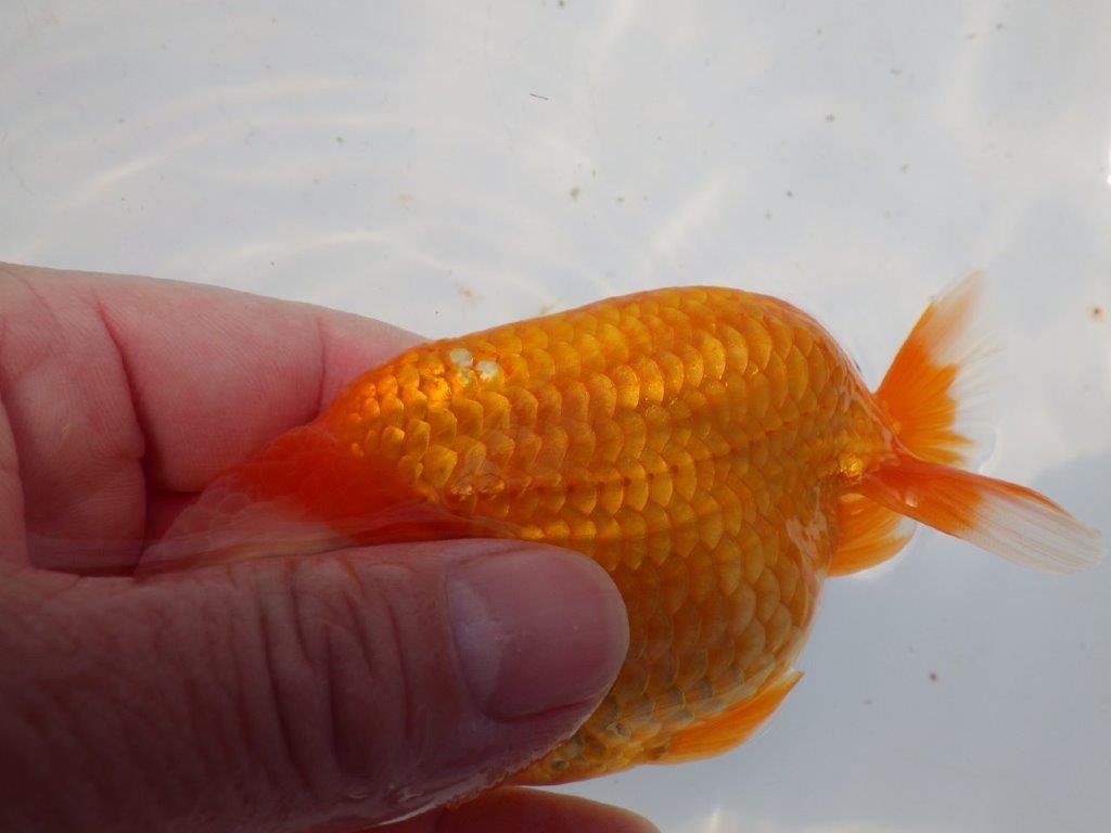 【 愛知超優良系統様】背幅があり種にもお勧めの明け二歳らんちゅう 約13㎝ オス？