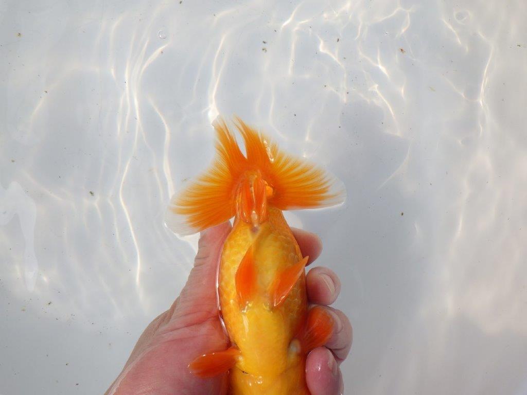 【 愛知超優良系統様】インパクトのある尾型！明け二歳らんちゅう 約15㎝ オス？