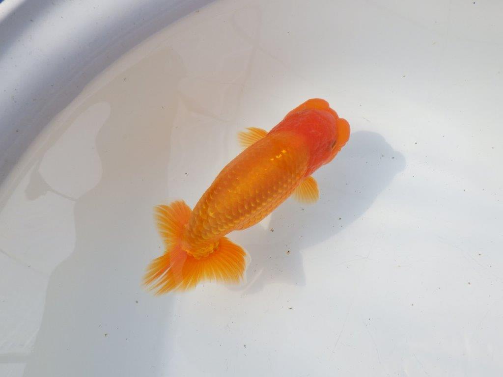 【 愛知超優良系統様】インパクトのある尾型！明け二歳らんちゅう 約15㎝ オス？