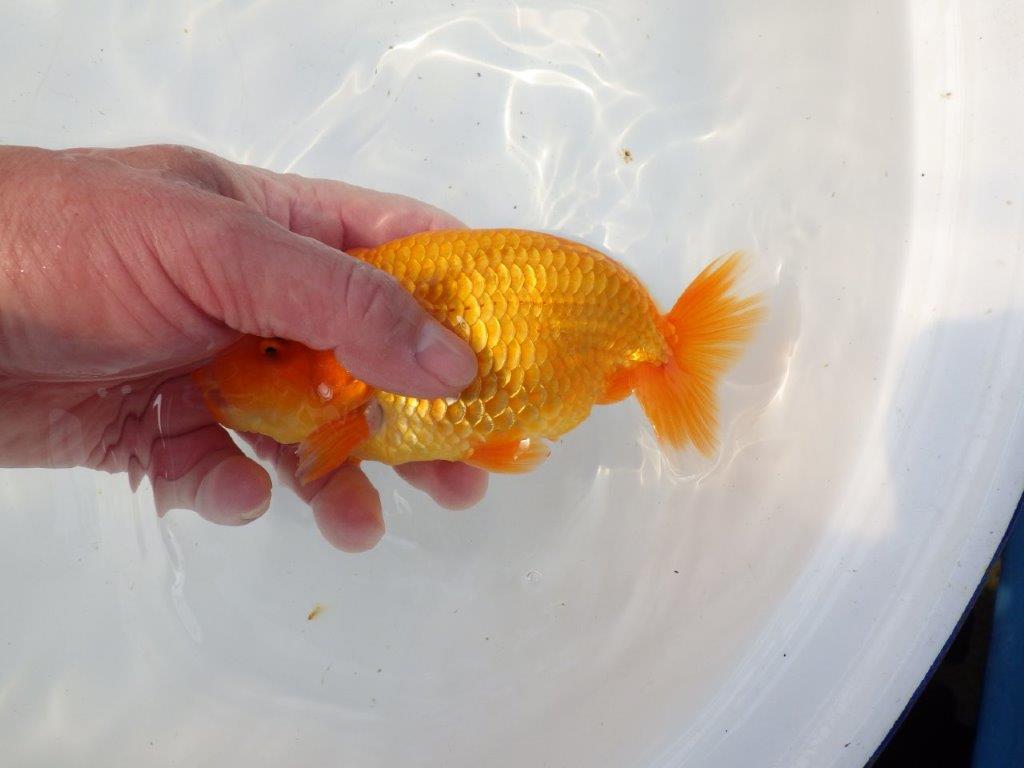 【 愛知超優良系統様】インパクトのある尾型！明け二歳らんちゅう 約15㎝ オス？