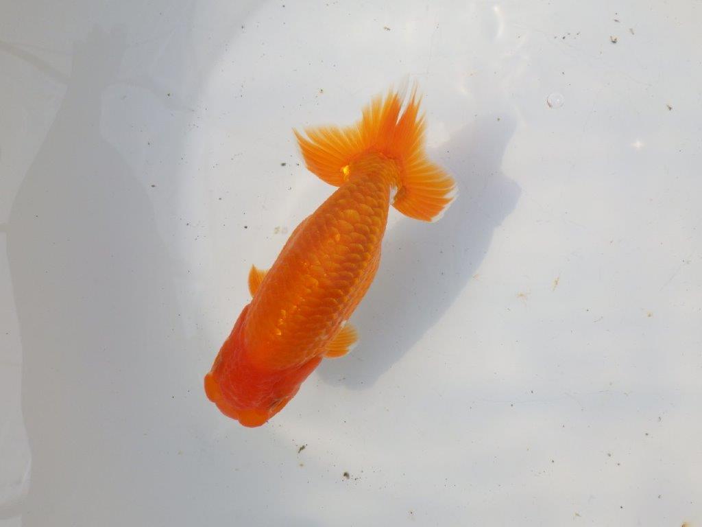 【 愛知超優良系統様】魅力的な尾型の明け二歳らんちゅう 約15㎝ オス?