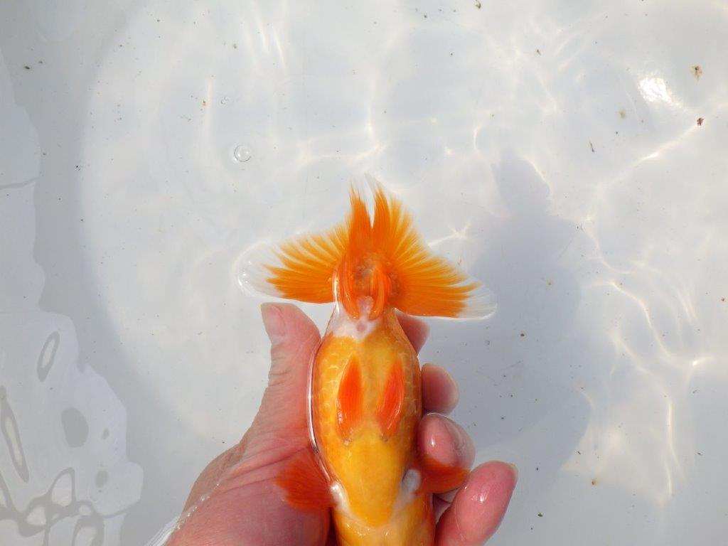 【 愛知超優良系統様】魅力的な尾型の明け二歳らんちゅう 約15㎝ オス?