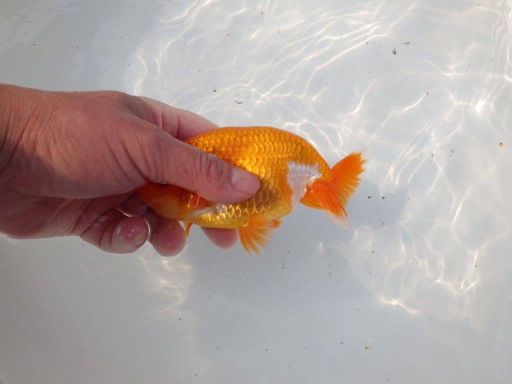 【 愛知超優良系統様】魅力的な尾型の明け二歳らんちゅう 約15㎝ オス?