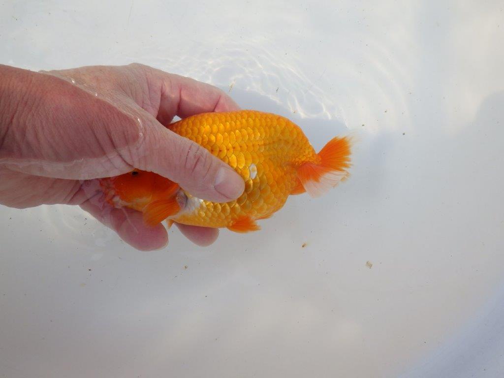 【 愛知超優良系統様】飼い込みお勧め！明け二歳らんちゅう 約16㎝ オス？