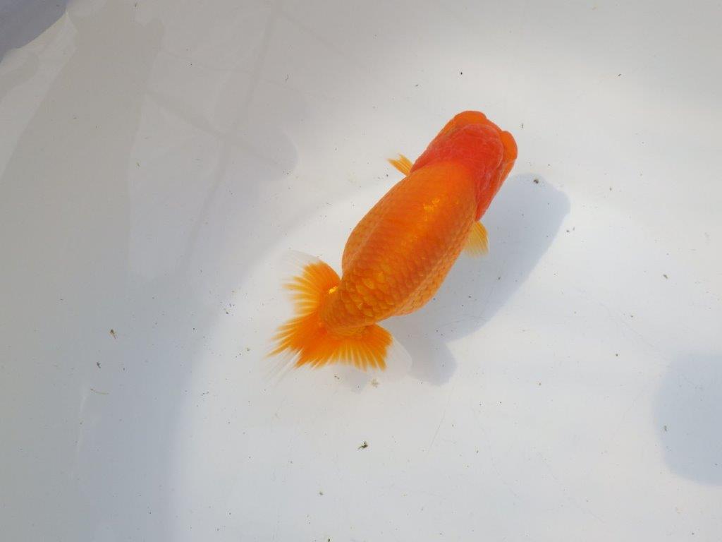 【 愛知超優良系統様】サイズアップで品評大会！明け二歳らんちゅう 約14㎝