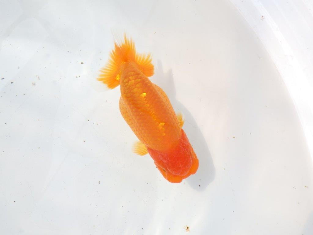 【 愛知超優良系統様】サイズアップで品評大会！明け二歳らんちゅう 約14㎝の上身