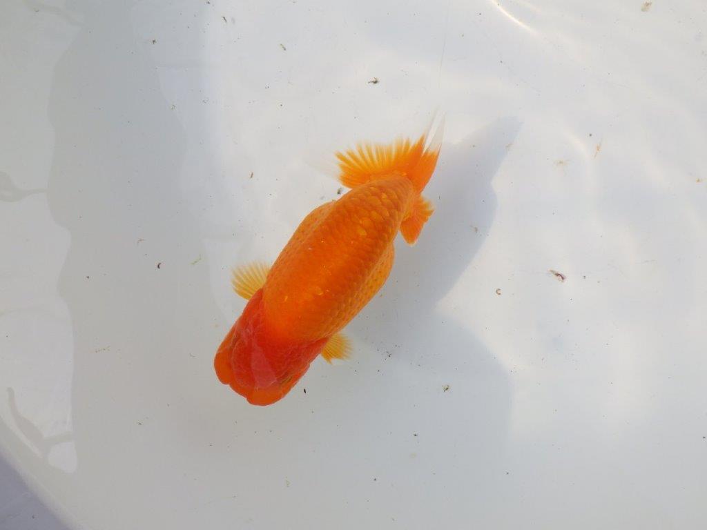 【 愛知超優良系統様】サイズアップで品評大会！明け二歳らんちゅう 約14㎝