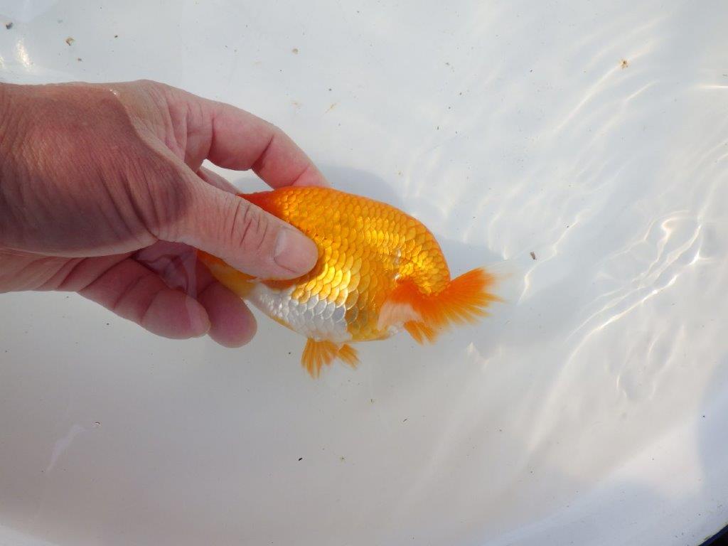 【 愛知超優良系統様】サイズアップで品評大会！明け二歳らんちゅう 約14㎝