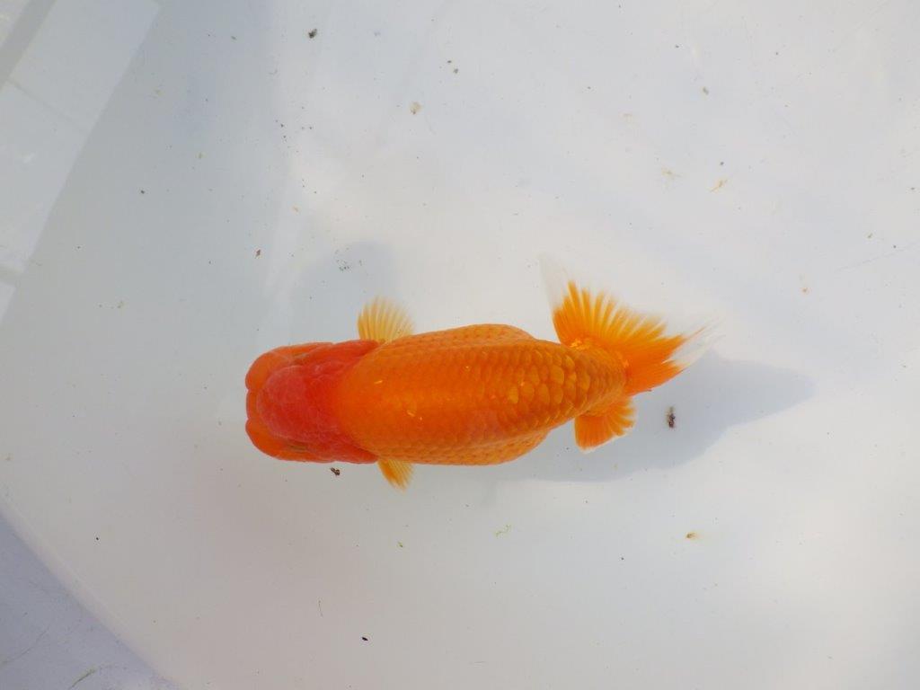 【 愛知超優良系統様】サイズアップで品評大会！明け二歳らんちゅう 約14㎝