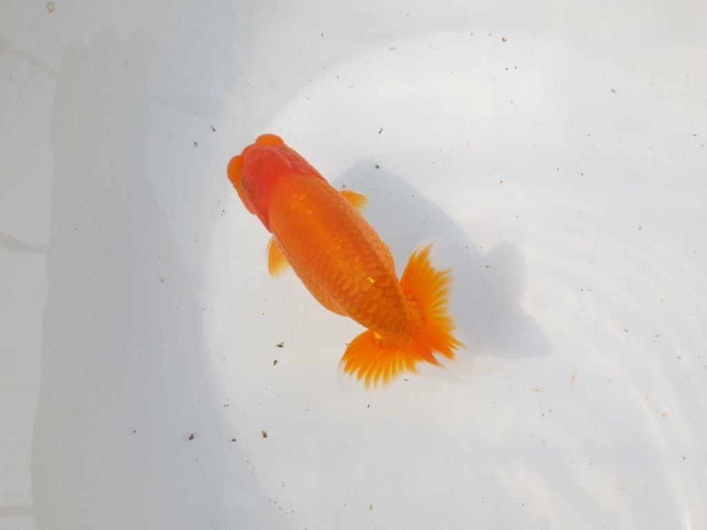 【 愛知超優良系統様】素晴らしい尾型・尾構え！明け二歳らんちゅう 約13㎝ オス？