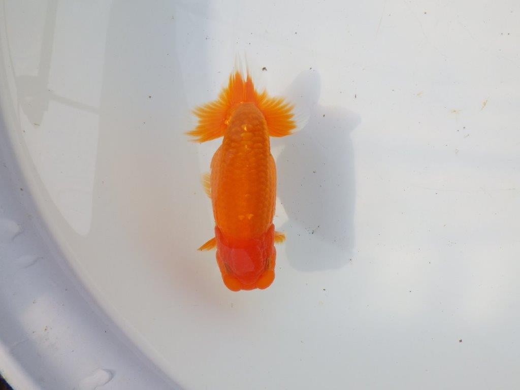 【 愛知超優良系統様】素晴らしい尾型・尾構え！明け二歳らんちゅう 約13㎝ オス？