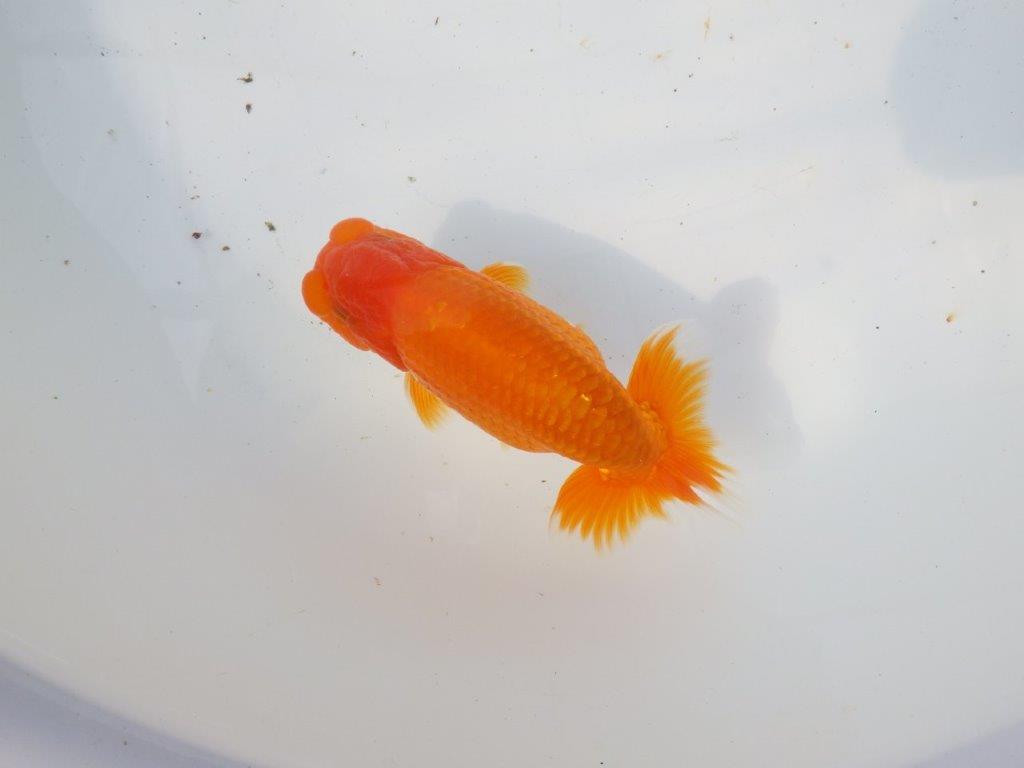 【 愛知超優良系統様】素晴らしい尾型・尾構え！明け二歳らんちゅう 約13㎝ オス？の上身