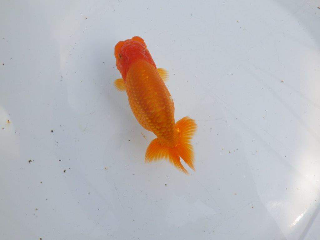 【 愛知超優良系統様】尾型・構え・背なり・良し!!!明け二歳らんちゅう 約13㎝ オス?