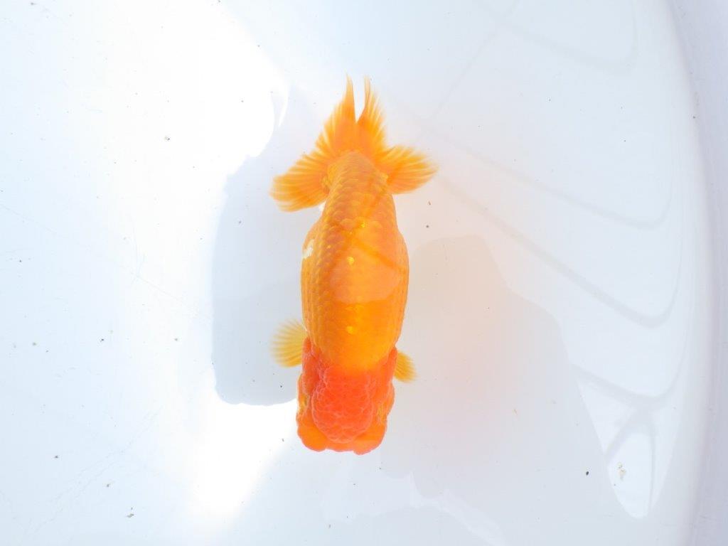 【 愛知超優良系統様】尾型・構え・背なり・良し!!!明け二歳らんちゅう 約13㎝ オス?