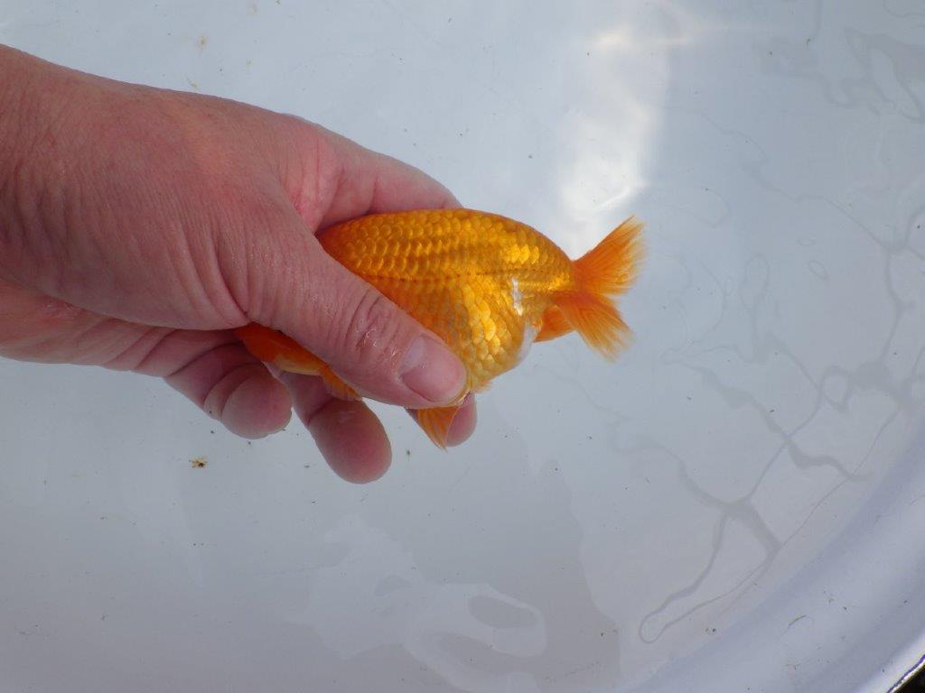 【 愛知超優良系統様】尾型・構え・背なり・良し!!!明け二歳らんちゅう 約13㎝ オス?