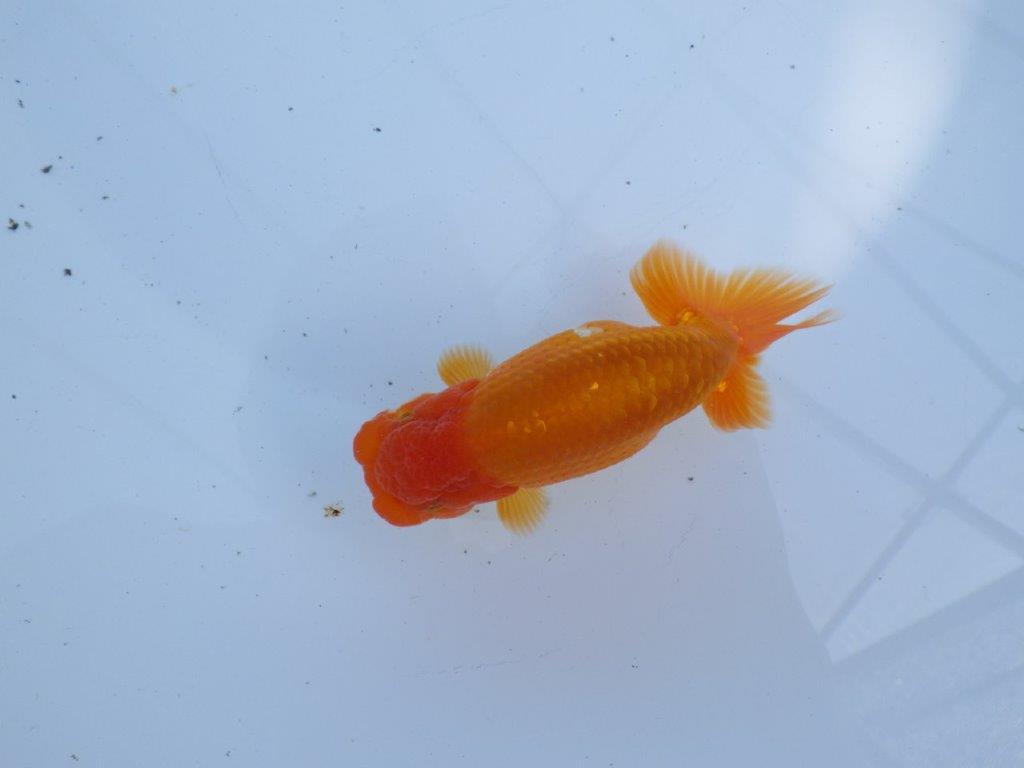 【 愛知超優良系統様】尾型・構え・背なり・良し!!!明け二歳らんちゅう 約13㎝ オス?