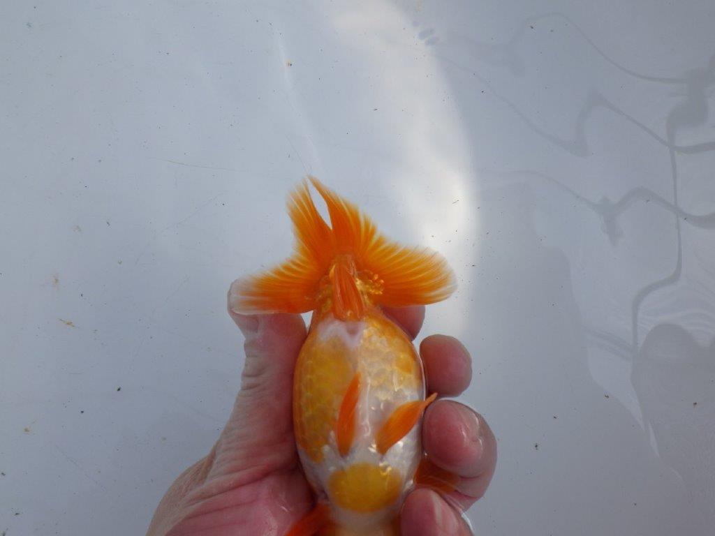 【 愛知超優良系統様】尾型・構え・背なり・良し!!!明け二歳らんちゅう 約13㎝ オス?