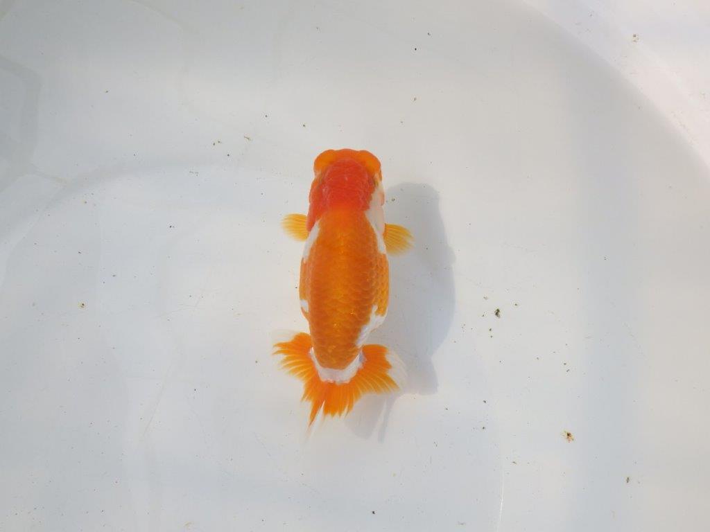 【 愛知超優良系統様】非常に雰囲気の良い更紗　明け二歳らんちゅう 約13,5㎝ メス？