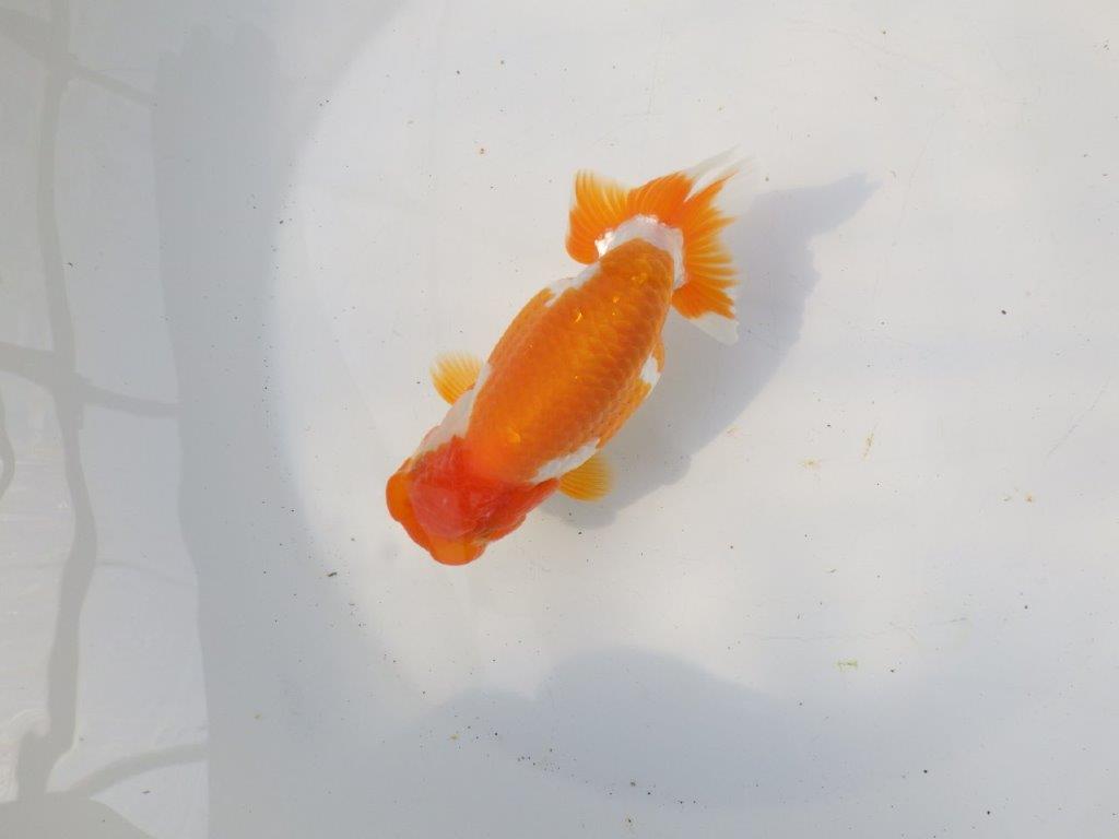 【 愛知超優良系統様】非常に雰囲気の良い更紗　明け二歳らんちゅう 約13,5㎝ メス？