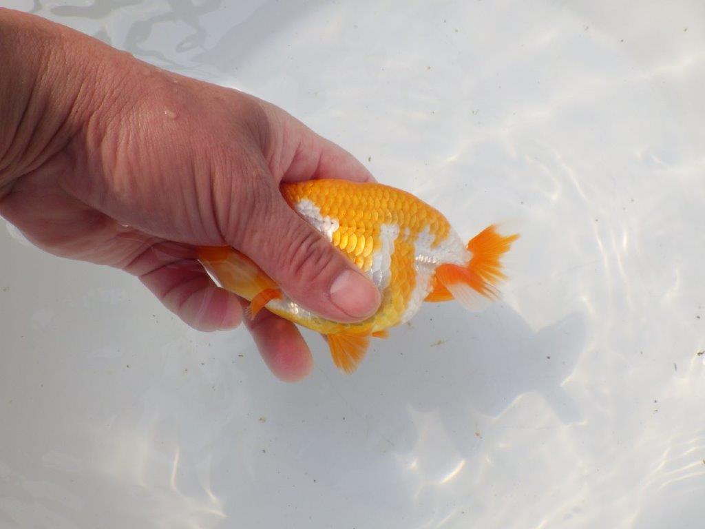 【 愛知超優良系統様】非常に雰囲気の良い更紗　明け二歳らんちゅう 約13,5㎝ メス？