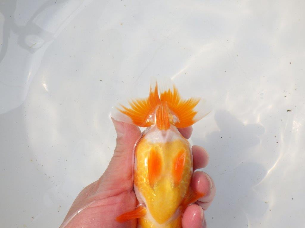 【 愛知超優良系統様】非常に雰囲気の良い更紗　明け二歳らんちゅう 約13,5㎝ メス？