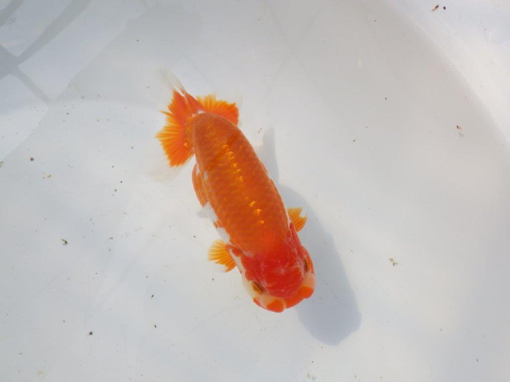 【 愛知超優良系統様】雰囲気抜群の更紗　明け二歳らんちゅう 約15㎝ オス？