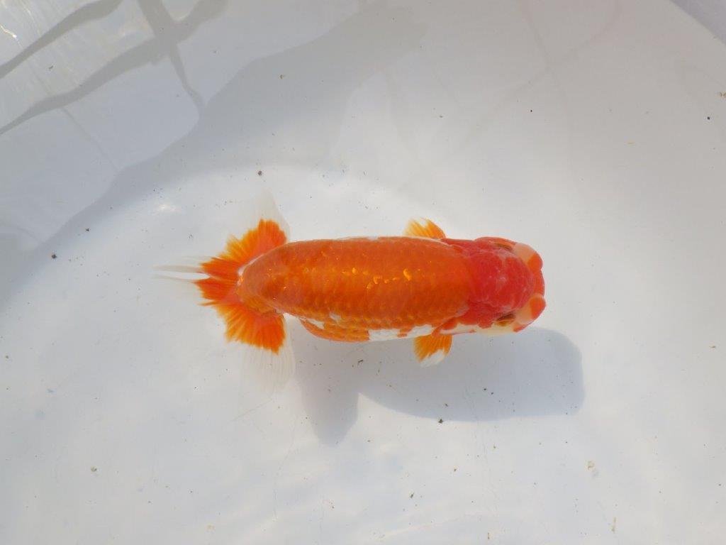 【 愛知超優良系統様】雰囲気抜群の更紗 明け二歳らんちゅう 約15㎝ オス?