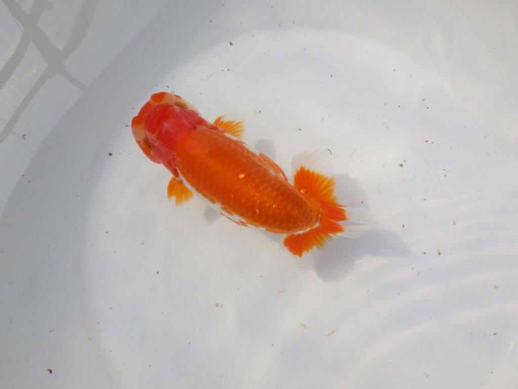 【 愛知超優良系統様】雰囲気抜群の更紗 明け二歳らんちゅう 約15㎝ オス?