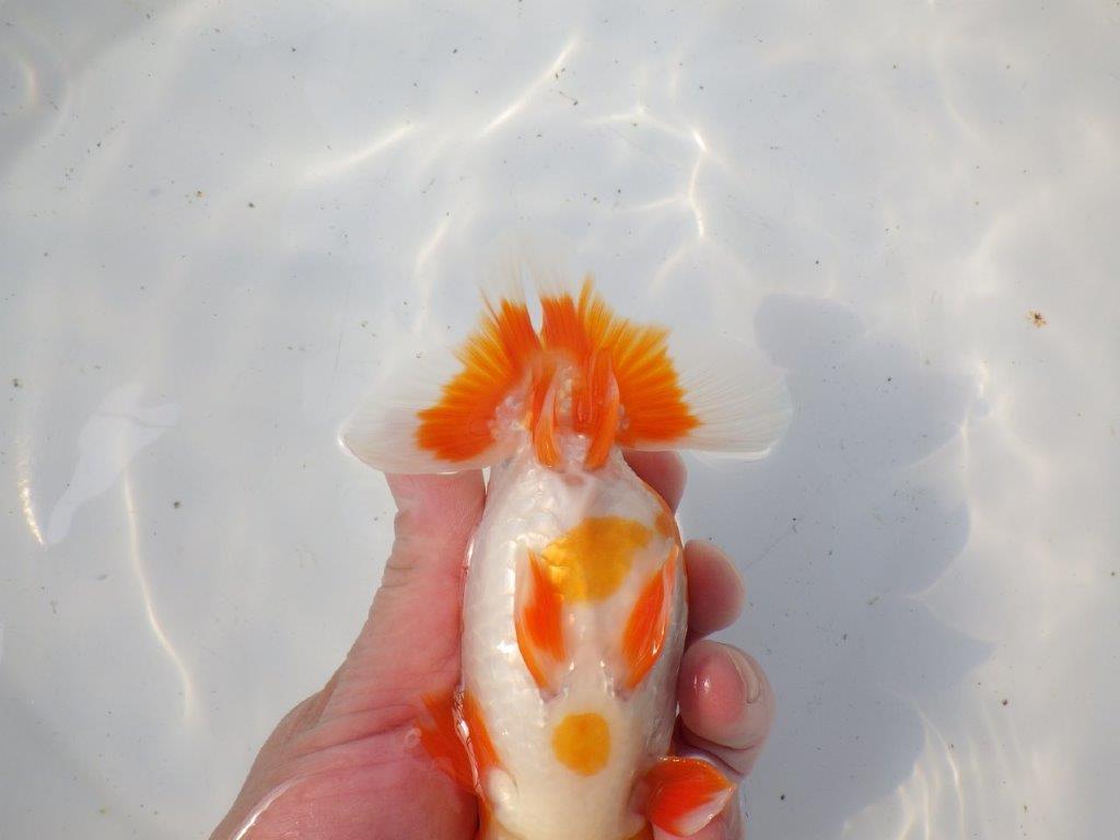 【 愛知超優良系統様】雰囲気抜群の更紗 明け二歳らんちゅう 約15㎝ オス?