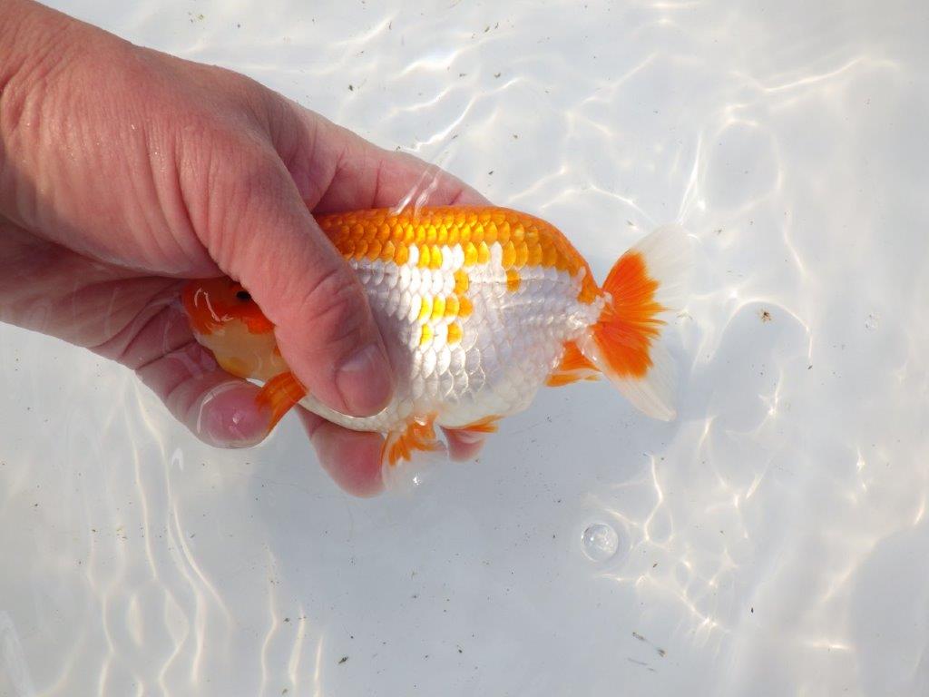 【 愛知超優良系統様】雰囲気抜群の更紗 明け二歳らんちゅう 約15㎝ オス?