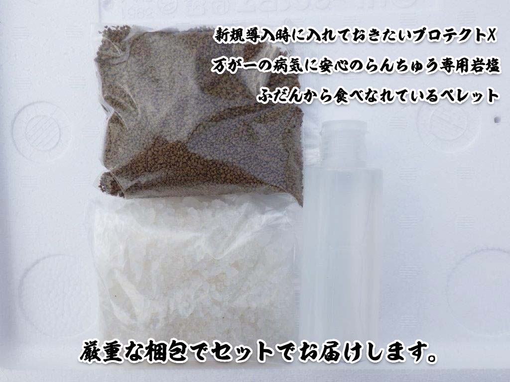【おすすめ】大関獲得系統 冬限定はじめての水槽飼育セット 明け2歳5尾【3月下旬まで】