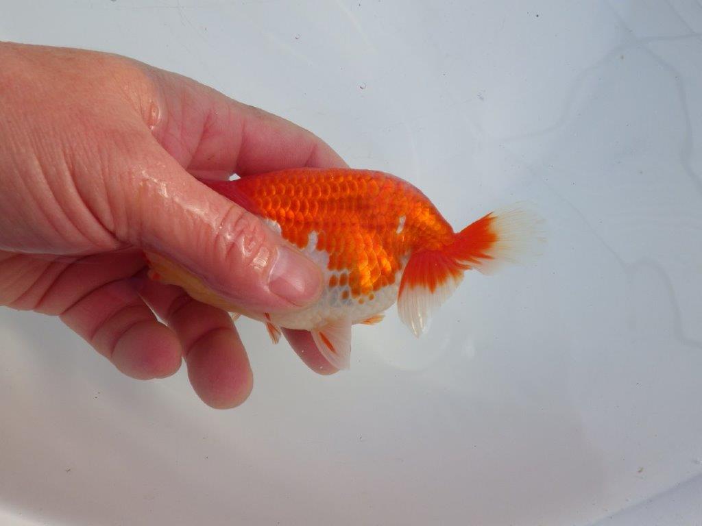 【 愛知磯村氏】色艶の良い綺麗な更紗　明け二歳らんちゅう 約13㎝ オス？