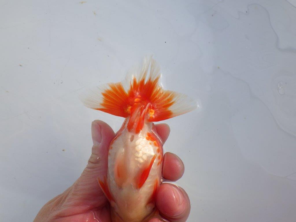 【 愛知磯村氏】色艶の良い綺麗な更紗　明け二歳らんちゅう 約13㎝ オス？