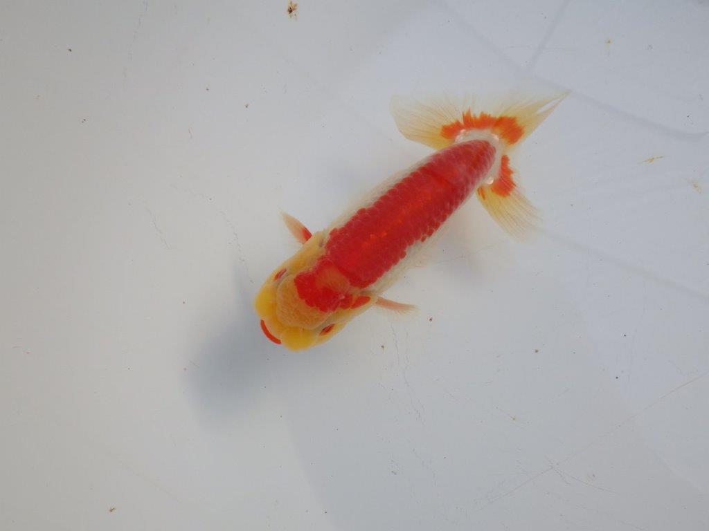 【 愛知磯村氏】メリハリのある映える綺麗な更紗 明け二歳らんちゅう 約13㎝ オス?