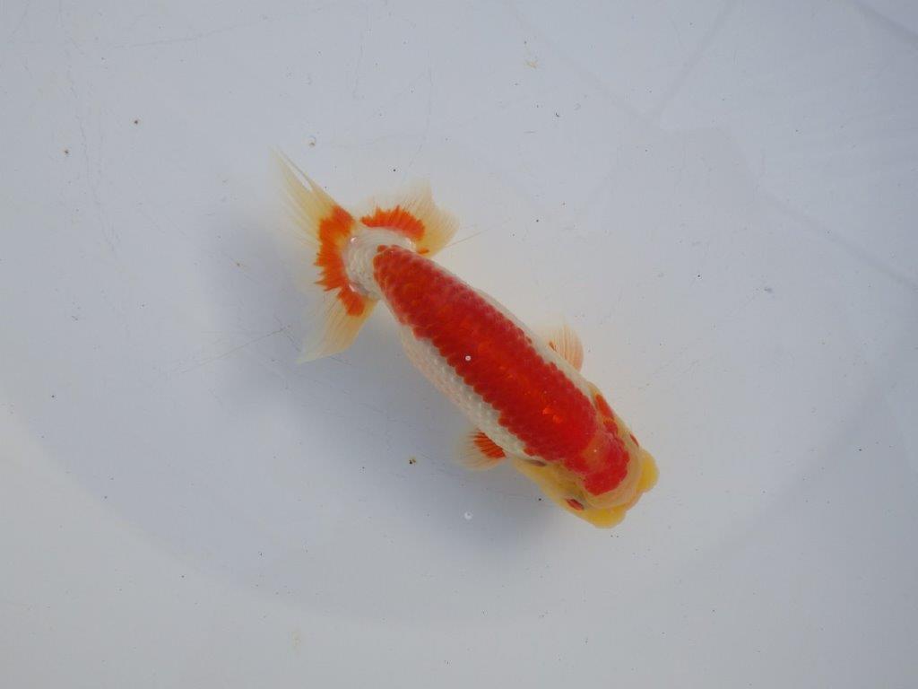 【 愛知磯村氏】メリハリのある映える綺麗な更紗 明け二歳らんちゅう 約13㎝ オス?