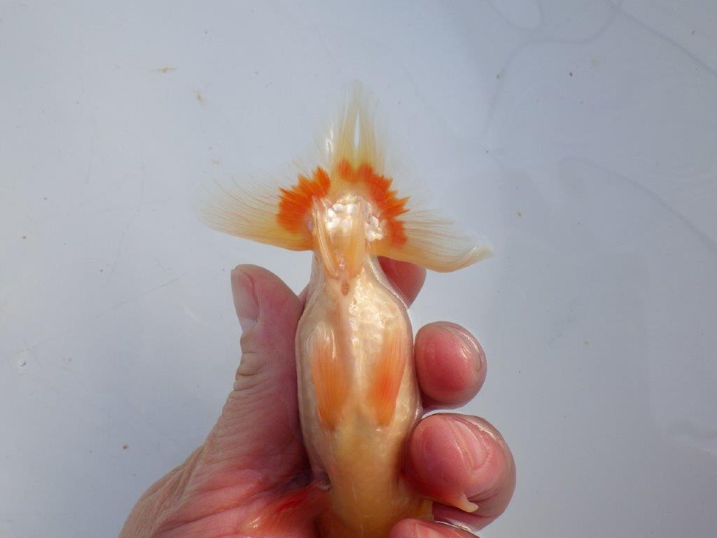 【 愛知磯村氏】メリハリのある映える綺麗な更紗 明け二歳らんちゅう 約13㎝ オス?