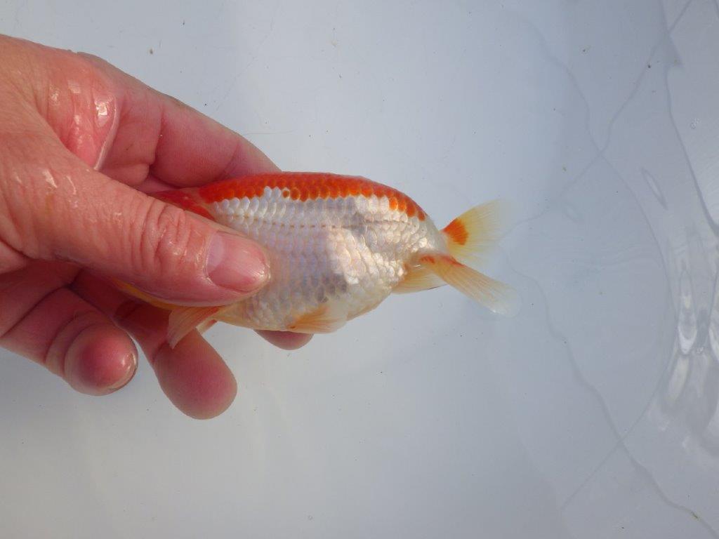 【 愛知磯村氏】メリハリのある映える綺麗な更紗 明け二歳らんちゅう 約13㎝ オス?