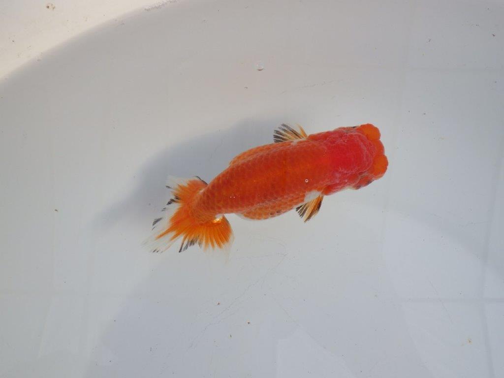 【 愛知磯村氏】少しお腹が柔らかく産卵チャレンジ!明け二歳らんちゅう 約13㎝ メス?