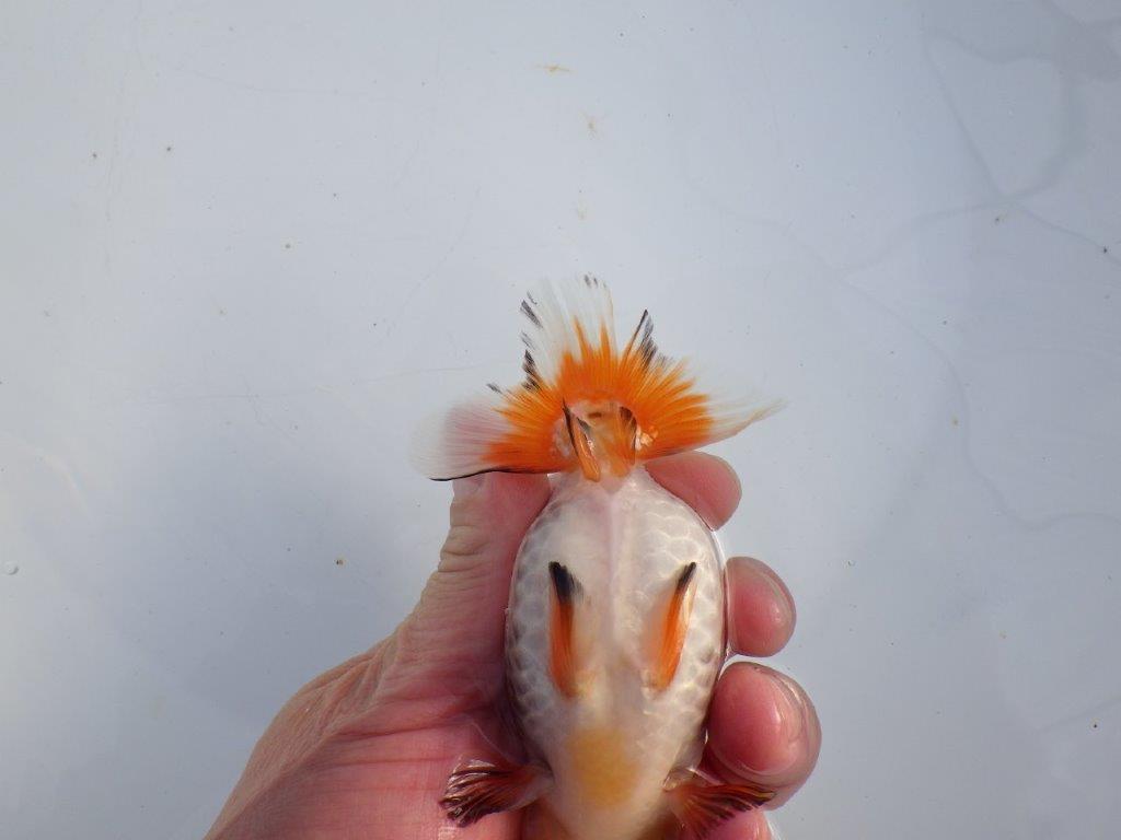 【 愛知磯村氏】少しお腹が柔らかく産卵チャレンジ!明け二歳らんちゅう 約13㎝ メス?