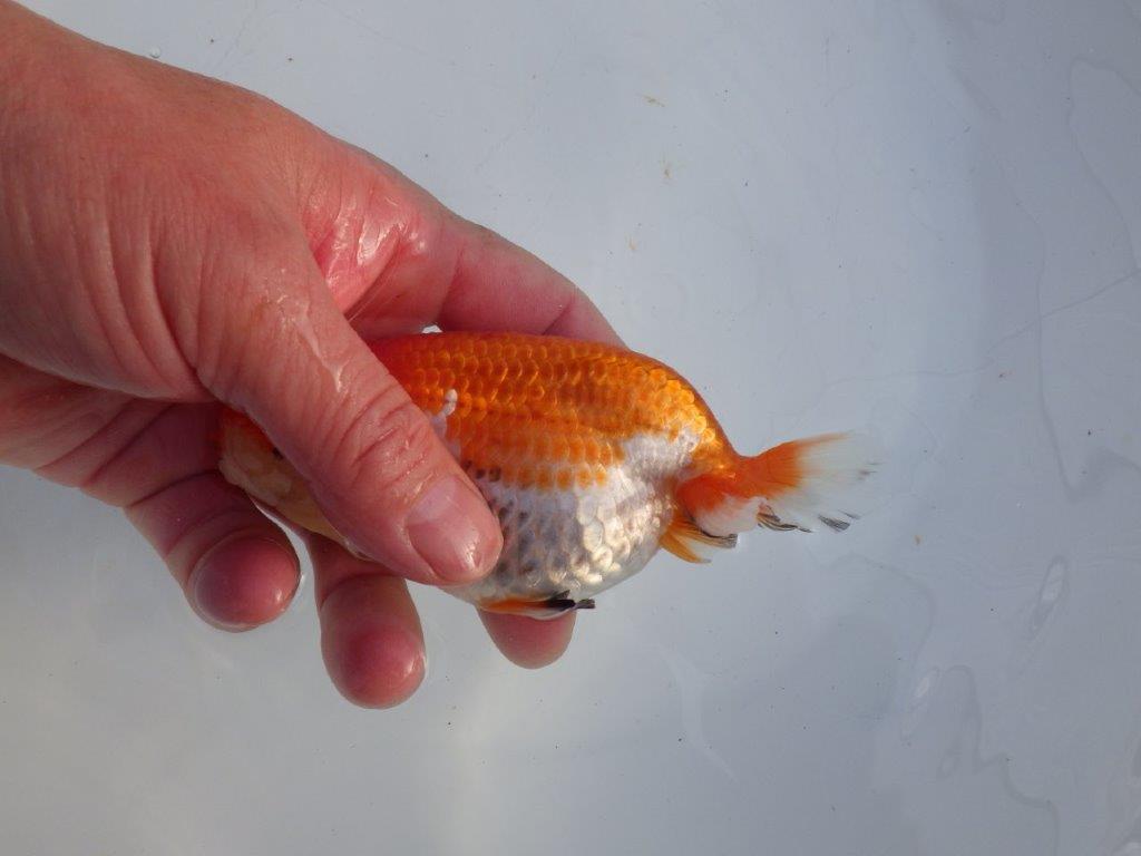 【 愛知磯村氏】少しお腹が柔らかく産卵チャレンジ!明け二歳らんちゅう 約13㎝ メス?