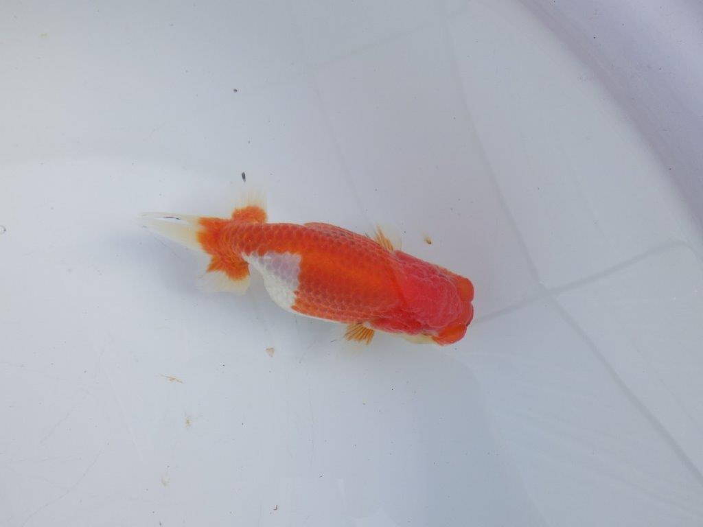 【 愛知磯村氏】こちらもお腹が柔らかく産卵チャレンジ!明け二歳らんちゅう 約13,5㎝ メス?