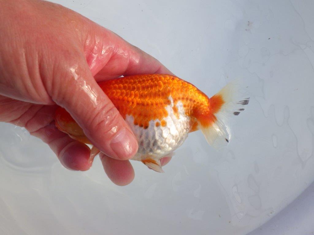 【 愛知磯村氏】こちらもお腹が柔らかく産卵チャレンジ!明け二歳らんちゅう 約13,5㎝ メス?