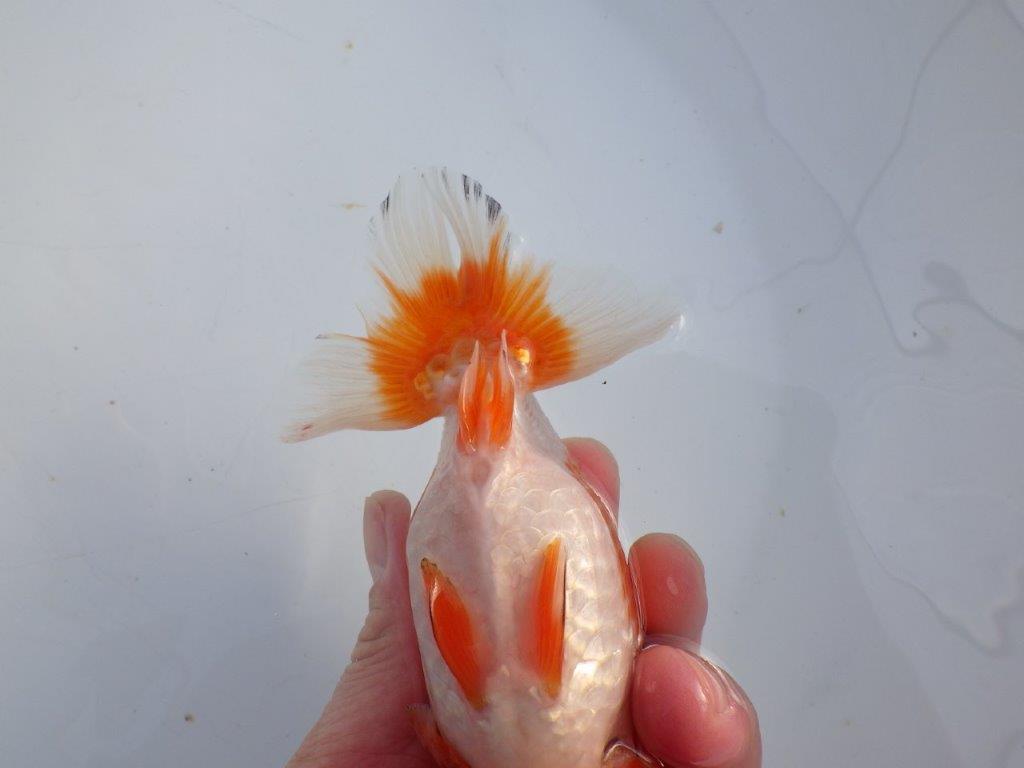 【 愛知磯村氏】水槽映え！背も綺麗！明け二歳らんちゅう 約14,5㎝