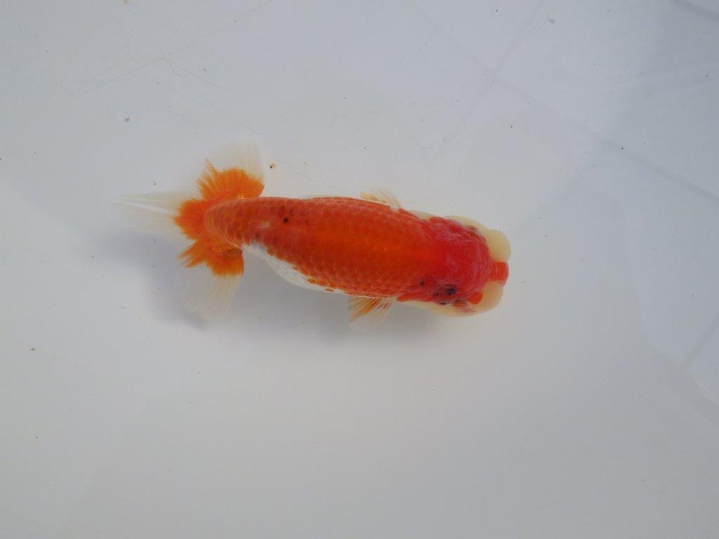 【 愛知磯村氏】背も綺麗で尾も良い明け二歳らんちゅう 約13,5㎝ オス