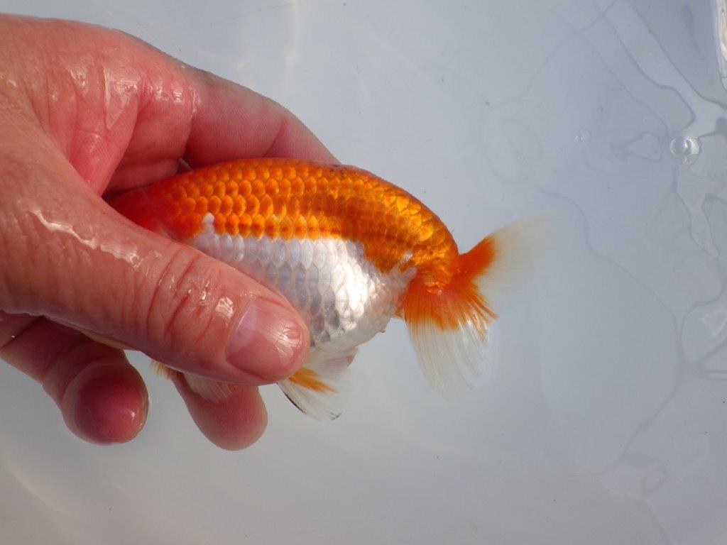 【 愛知磯村氏】背も綺麗で尾も良い明け二歳らんちゅう 約13,5㎝ オス